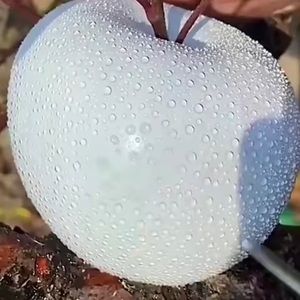 Meet your Posher, Aisha